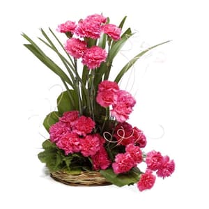 Basket Arrangement of 25 Pink Carnations
